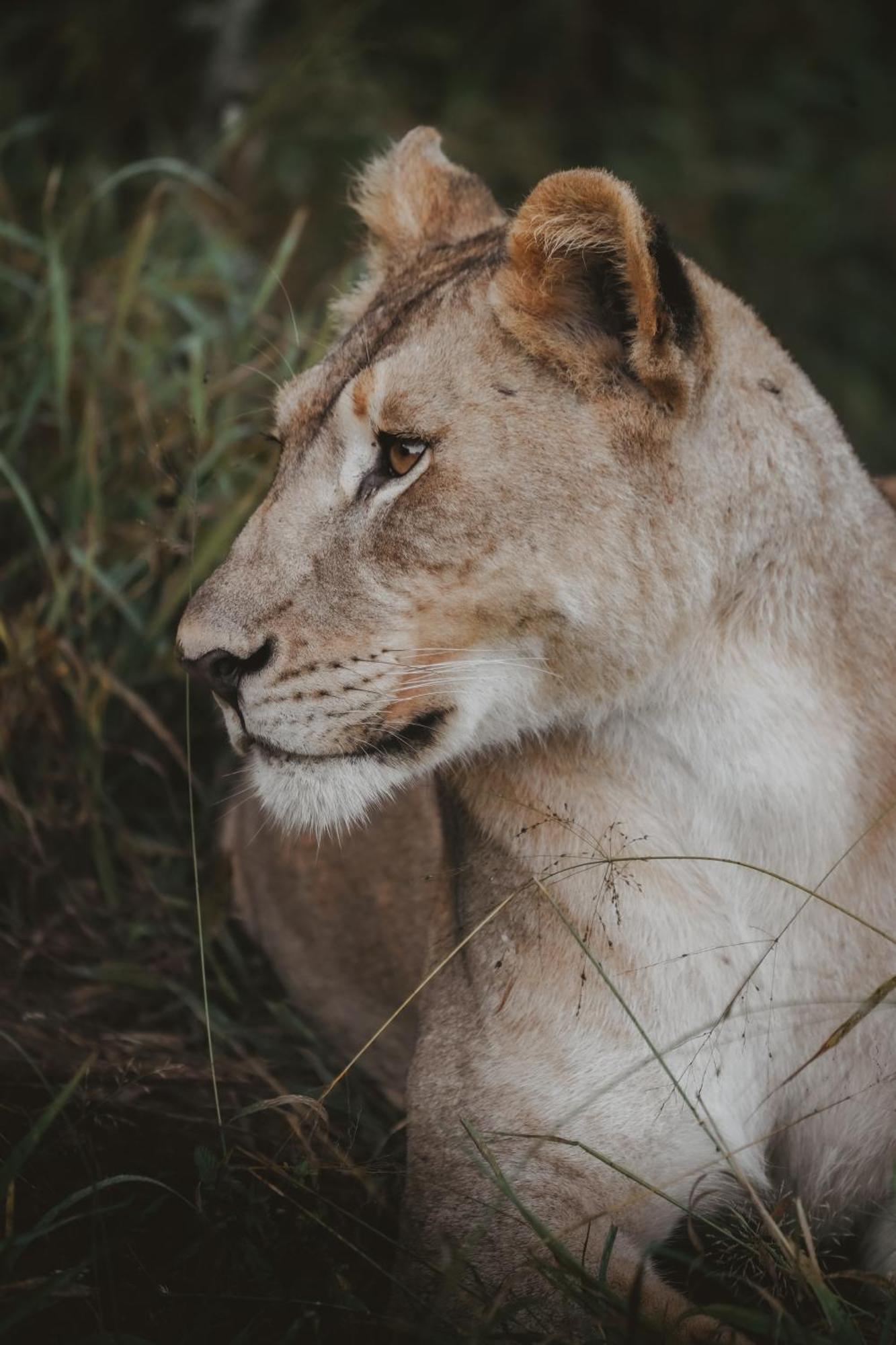 Rhino River Lodge